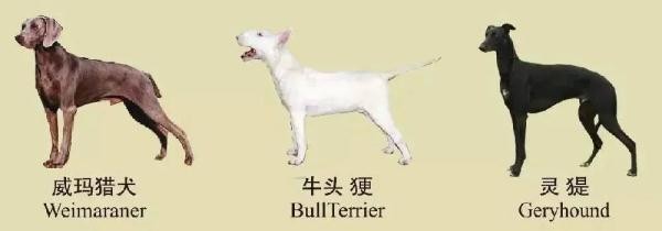 注意！南京禁养这30种犬种