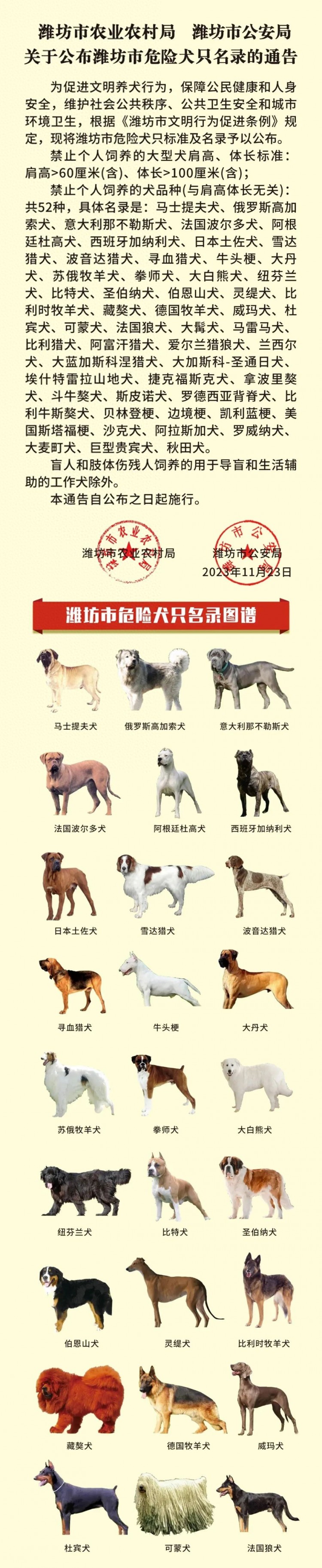 这52种犬品种禁止个人饲养，潍坊市公布危险犬只名录