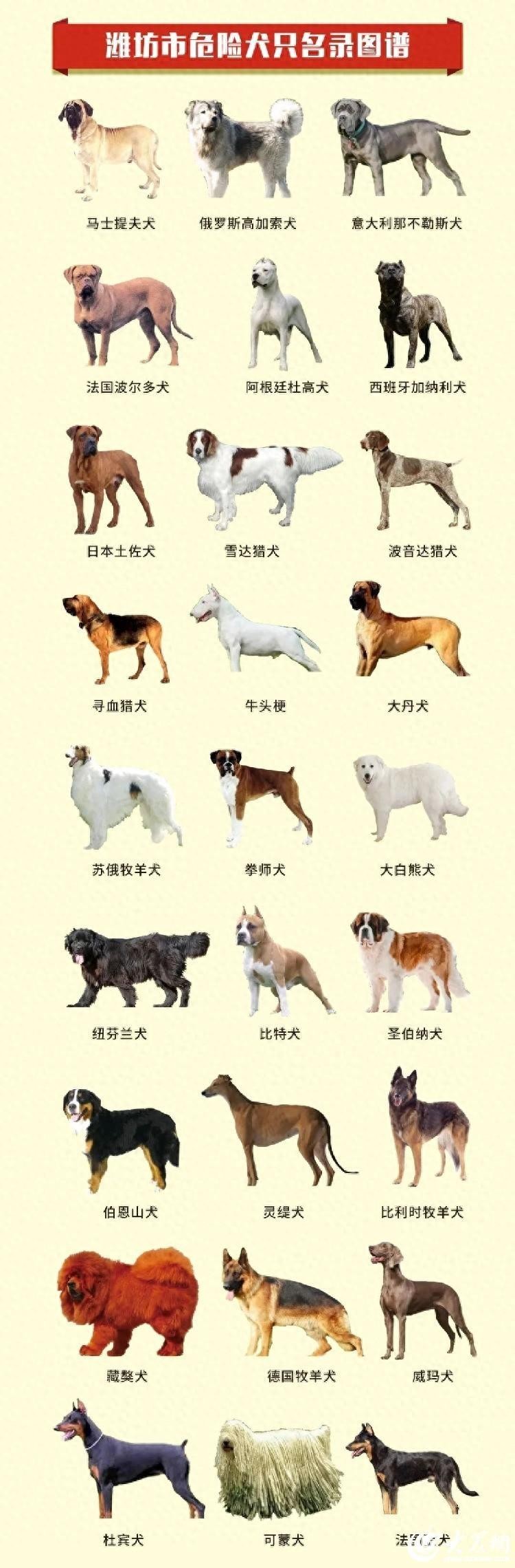 注意！在潍坊，这些犬种禁养