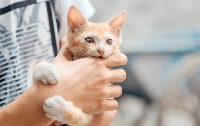 家养的橘猫胖就算了为什么流浪的橘猫也胖