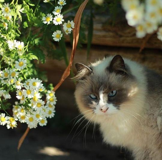 这个特别的猫咪保护区，简直是猫咪天堂，而且猫奴可以...