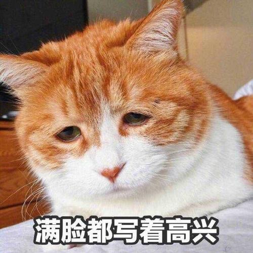 猫咪“缺爱”的表现有哪些？希望你家猫一个都没有