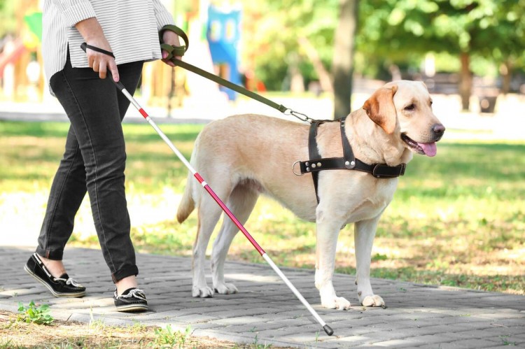 探索导盲犬的一生你知道多少