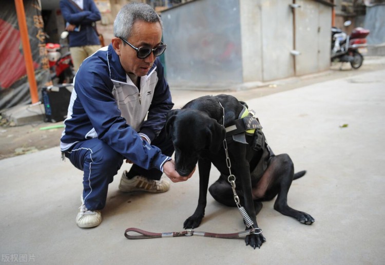 探索导盲犬的一生你知道多少