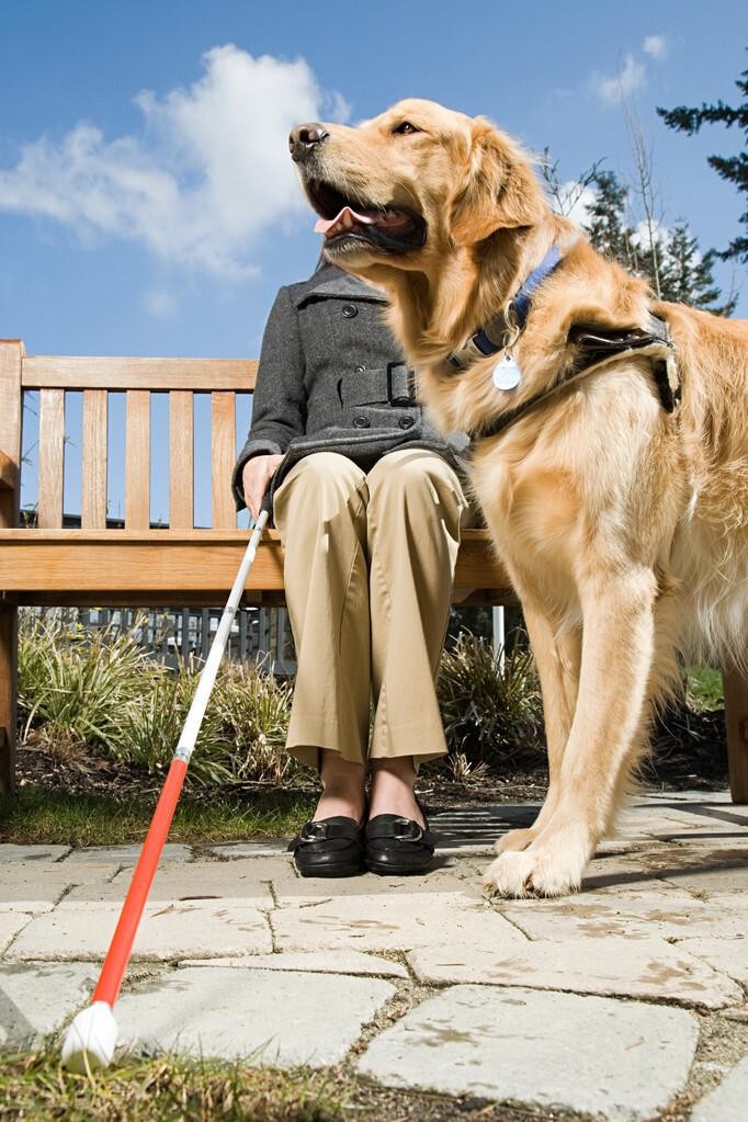 探索导盲犬的一生你知道多少