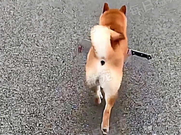 柴犬肚子插把刀街上狂奔路人正准备送医看清后一顿指责