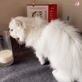 金吉拉猫黑下巴该怎么办