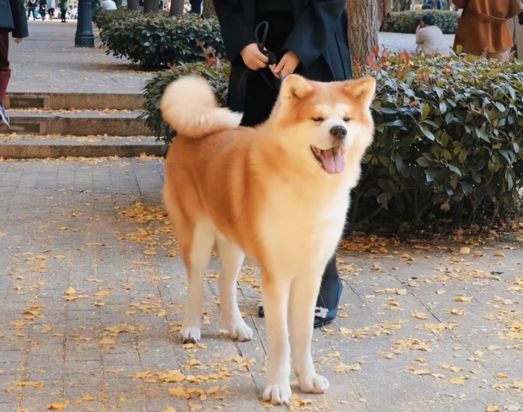 饲养秋田犬的“好处”与“坏处”，看完后你还想养吗？