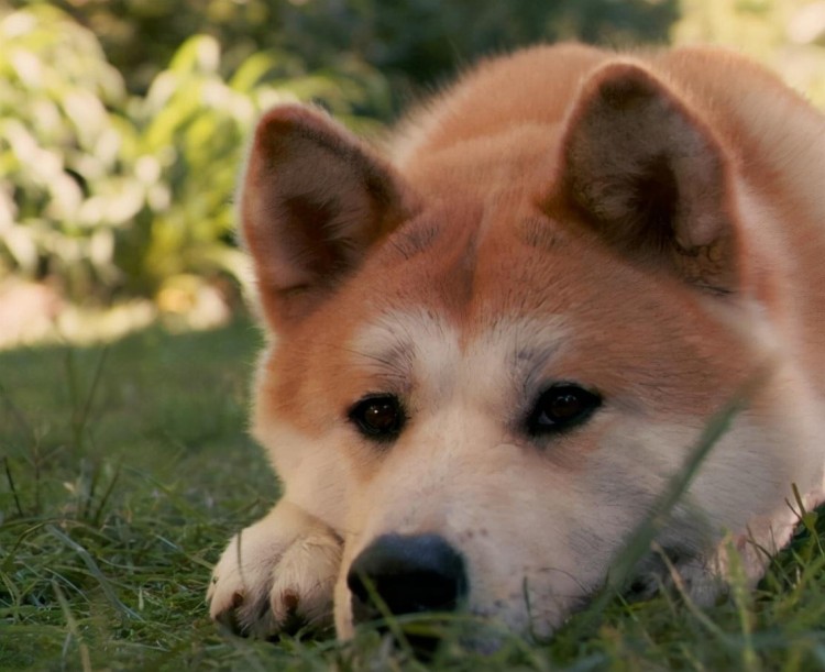 秋田犬毛发又硬又粗