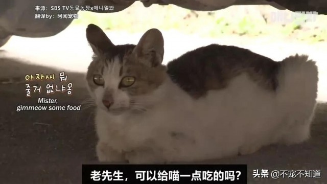 流浪猫妈妈拖着猫粮袋原地打转，原因惹哭了10万网友