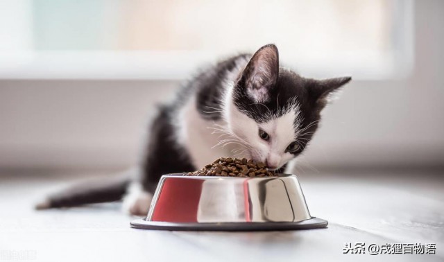 不同年龄阶段猫粮选择大不同