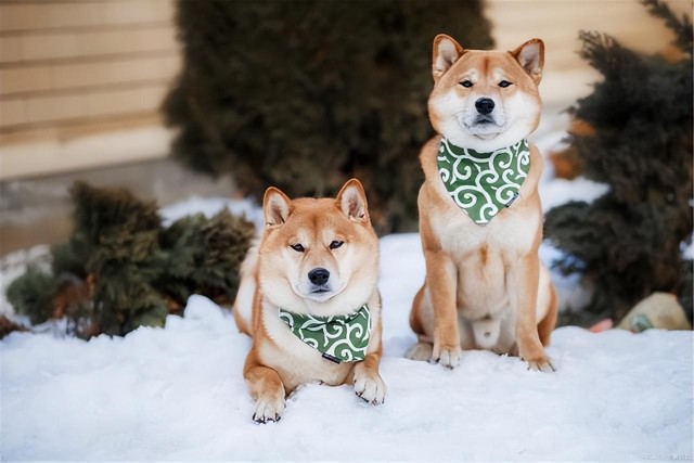 最最最适合家养的中大型犬是啥真实答案恐怕出乎你的意料