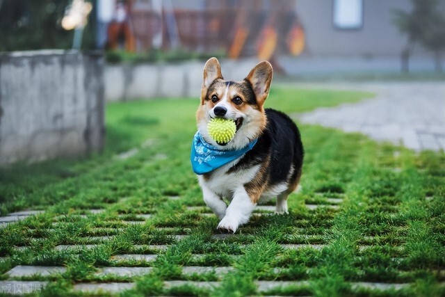 迷你长腿犬不他们是彭布罗克威尔士柯基犬！