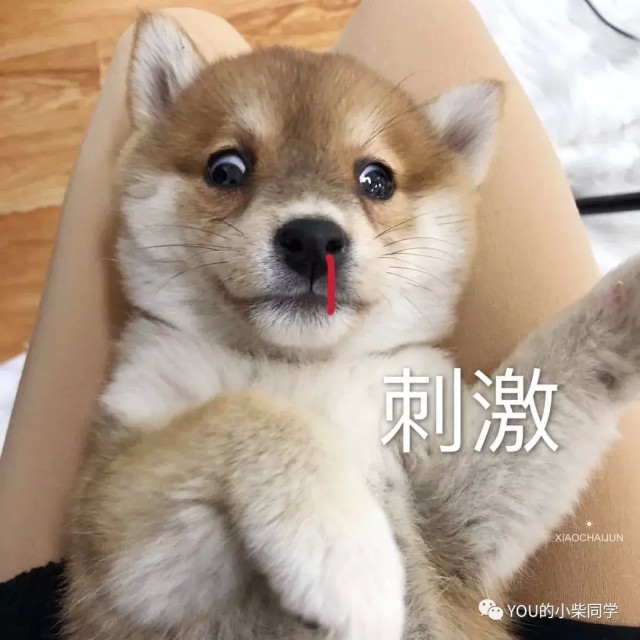 养柴犬到底好不好？好养吗？