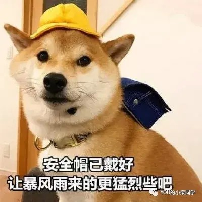 养柴犬到底好不好好养吗