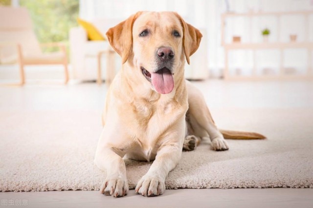 拉布拉多猎犬不能轻易饲养