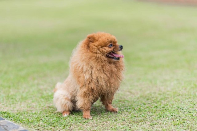 博美犬：活泼可爱适合城市饲养的小型玩赏犬