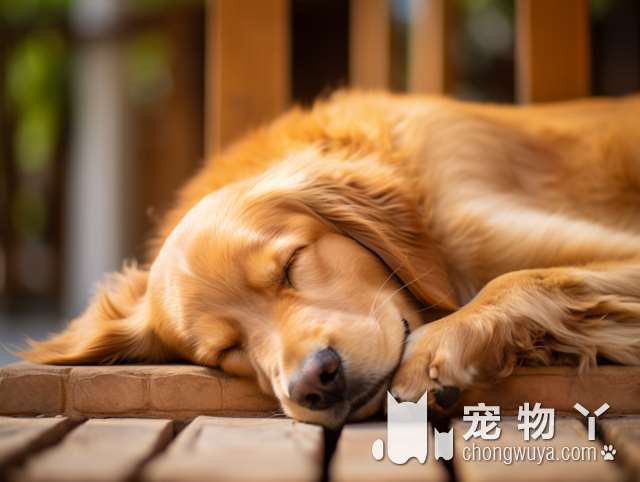 金毛犬的特点