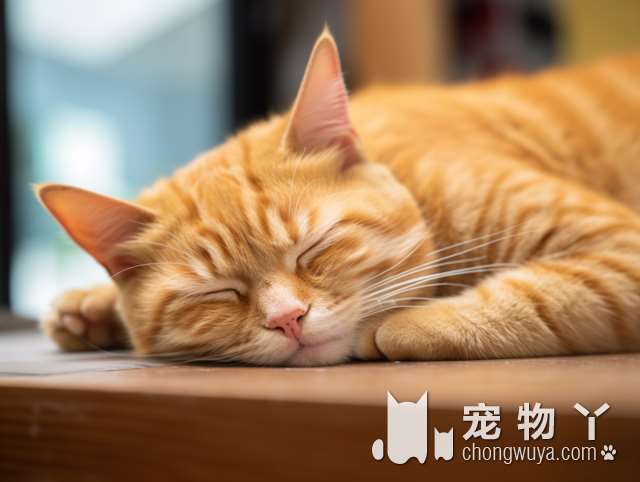 上海KOKO'WAN宠物星球馆，猫猫狗狗还有小猪猪?