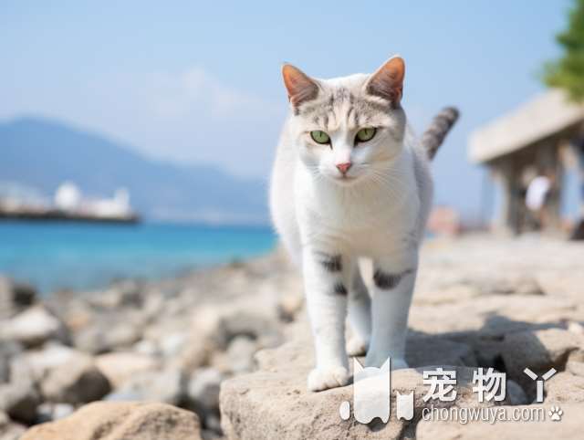 上海娜家宠物店，猫猫洗个新年澡香喷喷，好评!