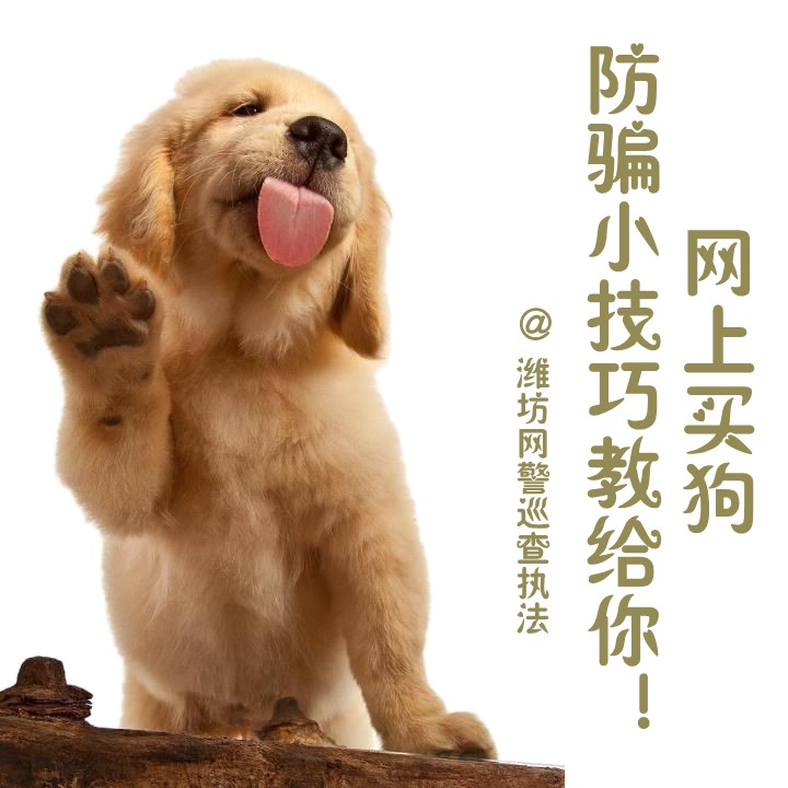 潍坊网警：网上买狗 防骗小技巧教给你！